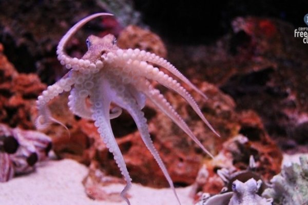 Kraken at зеркало